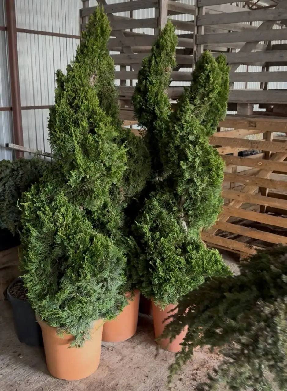 Предзаказ хвойных растений в Тюмени - Растения (Для дома и дачи) в Тюмень