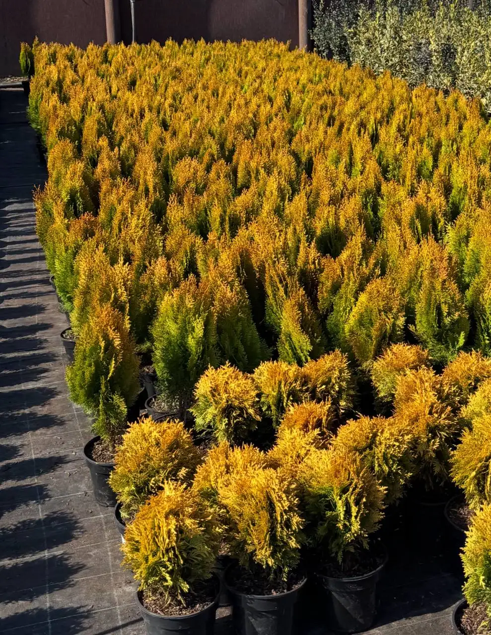 Предзаказ хвойных растений в Тюмени - Растения (Для дома и дачи) в Тюмень