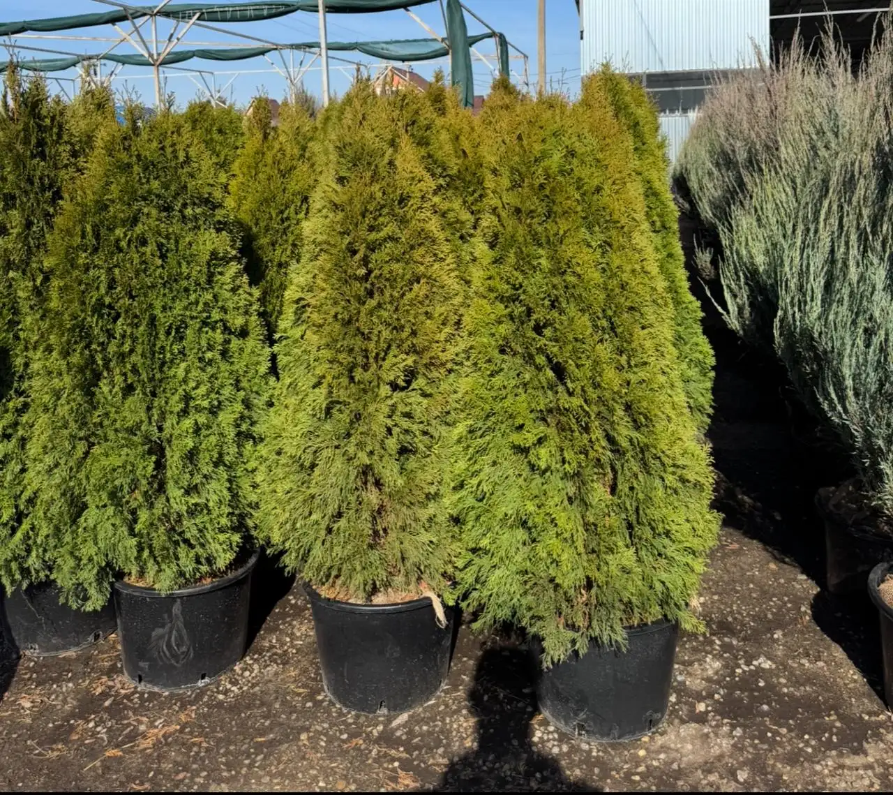 Предзаказ хвойных растений в Тюмени - Растения (Для дома и дачи) в Тюмень