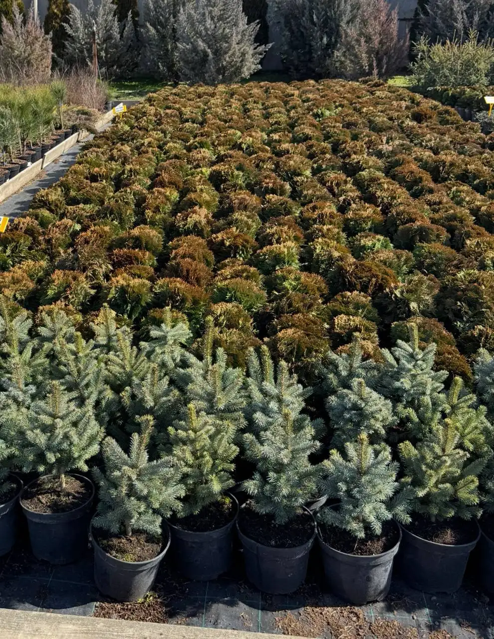Предзаказ хвойных растений в Тюмени - Растения (Для дома и дачи) в Тюмень