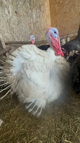 Продам индюка живого - Мясо и мясные продукты в Тюмень