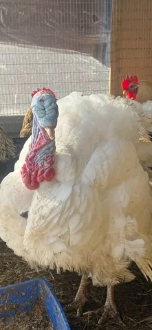 Продам индюков - Животные в Тюмень