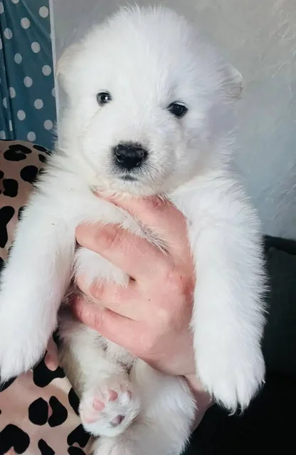 Щенки самоеда к переезду - Собаки в Тюмень