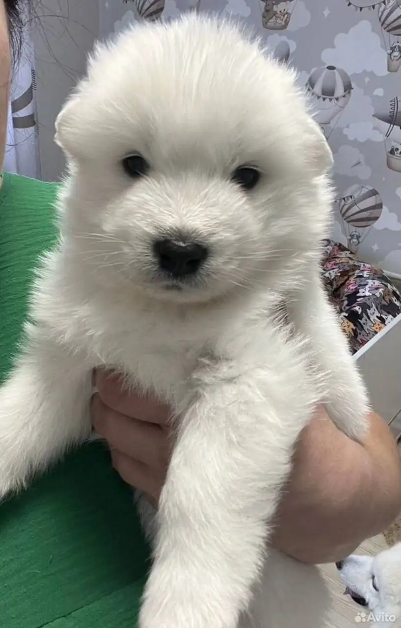 Щенки самоеда к переезду - Собаки (Животные) в Тюмень