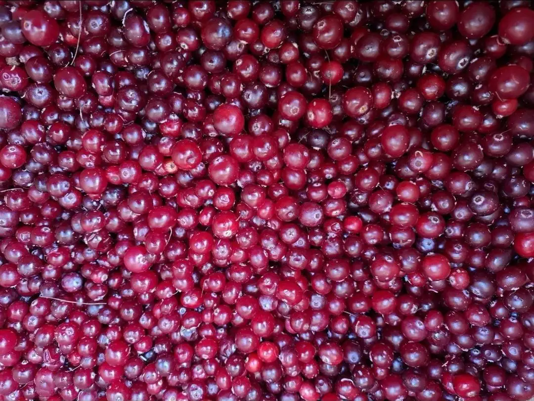 Продажа замороженной клюквы - Продукты питания (Барахолка) в Тюмень