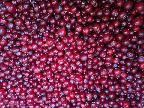 Продажа замороженной клюквы - Сырье и материалы в Тюмень