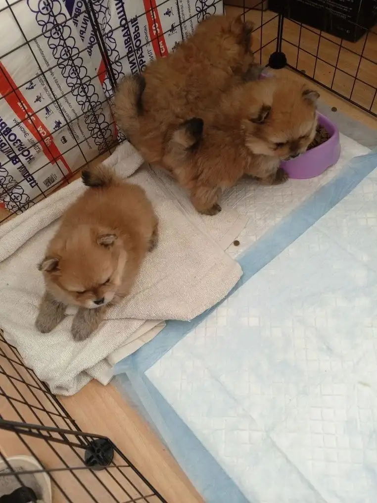 Продажа шпицев мальчика и девочки - Собаки (Животные) в Тюмень