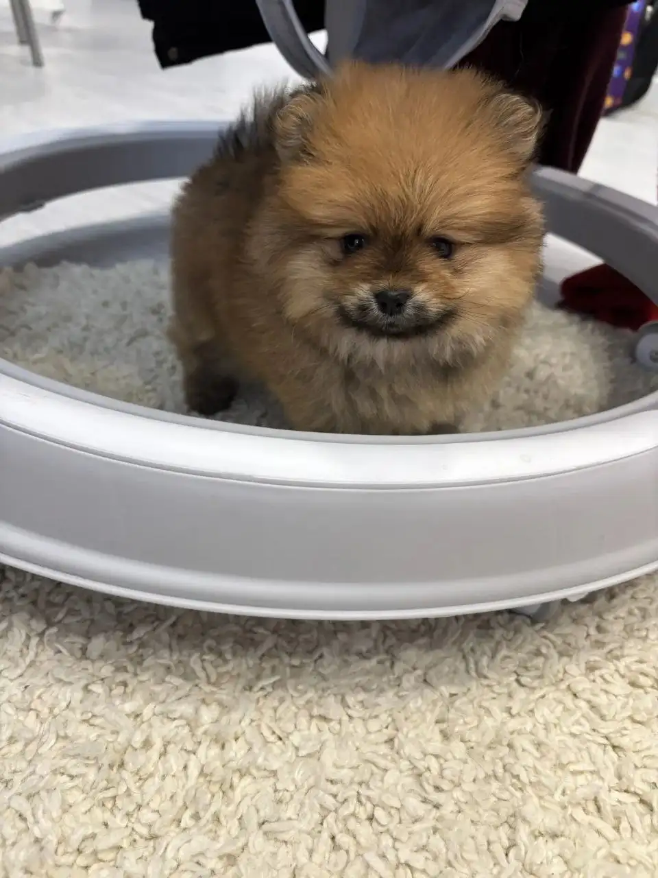 Продажа шпицев мальчика и девочки - Собаки (Животные) в Тюмень