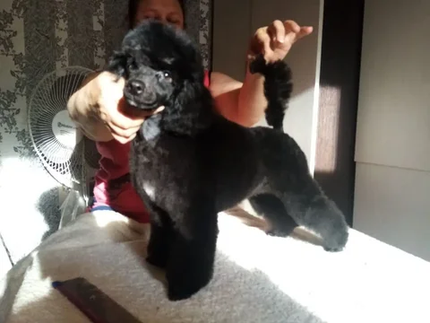 Стрижка собак на дому - Ремонт бытовой техники в Тюмень