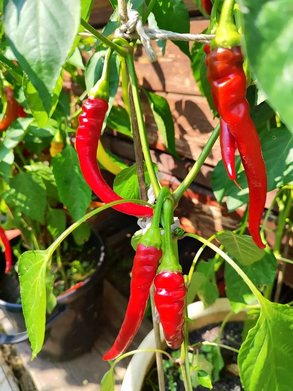Продажа корней хрена, острого перца и чеснока - Растения (Для дома и дачи) в Тюмень