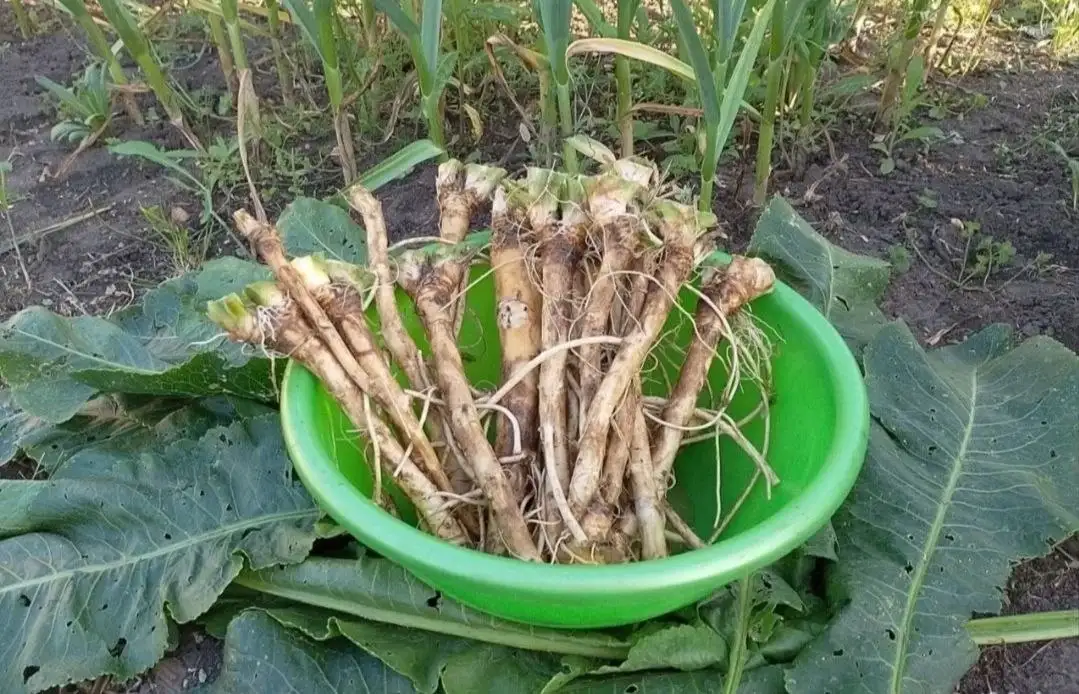 Продажа корней хрена, острого перца и чеснока - Растения (Для дома и дачи) в Тюмень