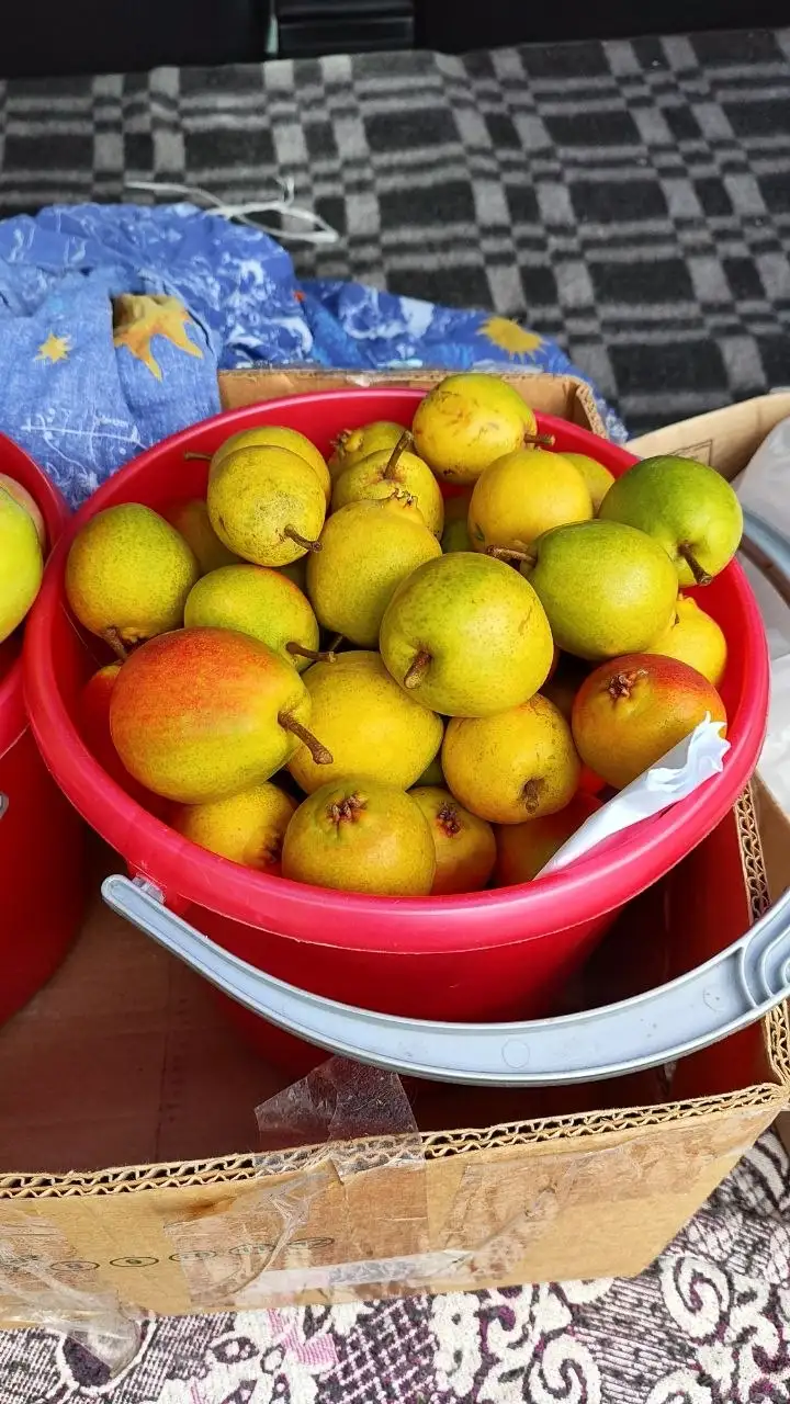 Груша сладкая и сочная, ведро 10л - Барахолка в Тюмень