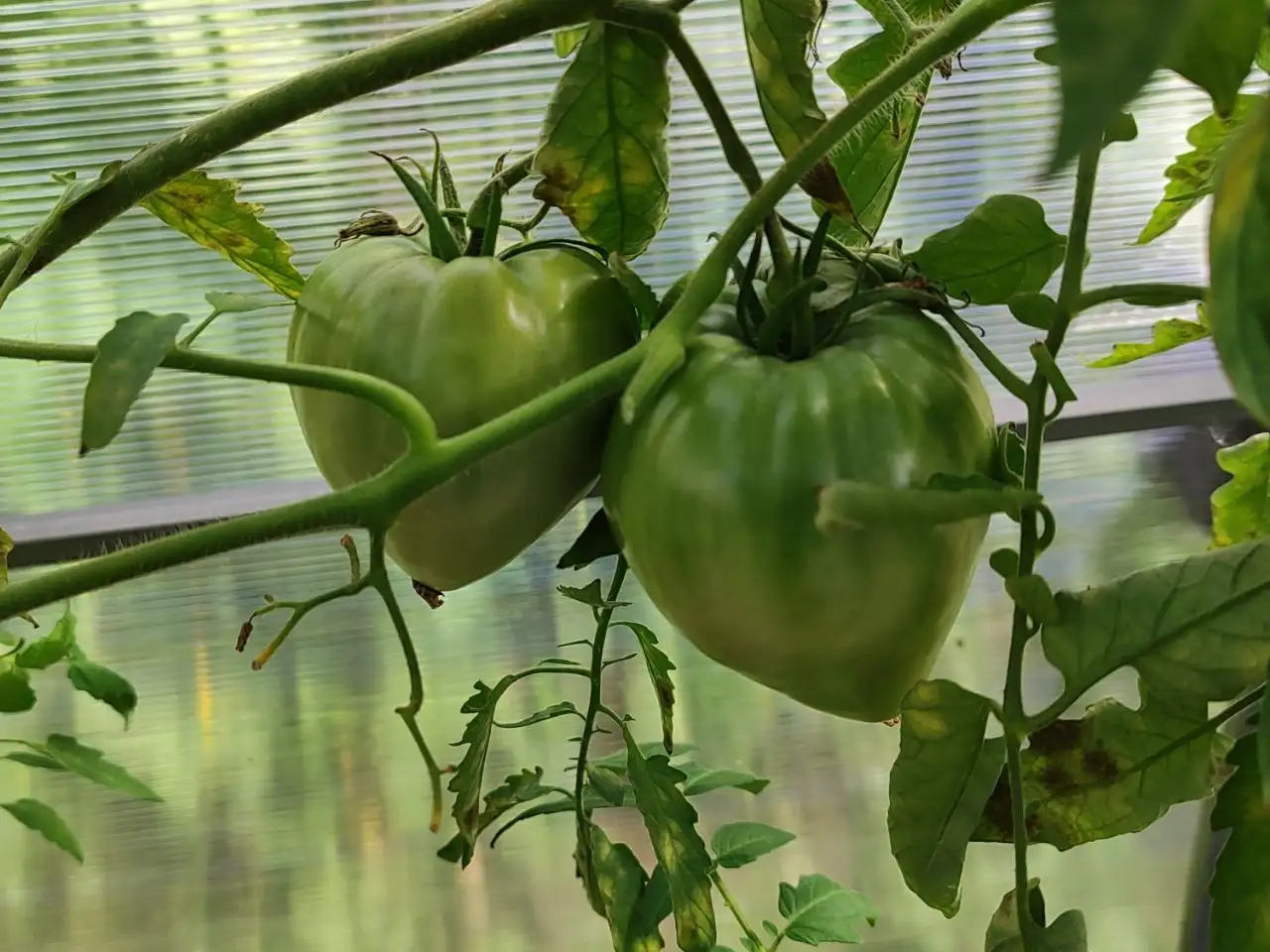 Продам зелёные помидоры - Овощи и фрукты (Продукты питания) в Тюмень