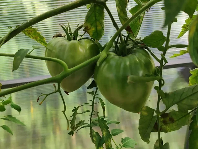 Продам зелёные помидоры - Продукты питания в Тюмень