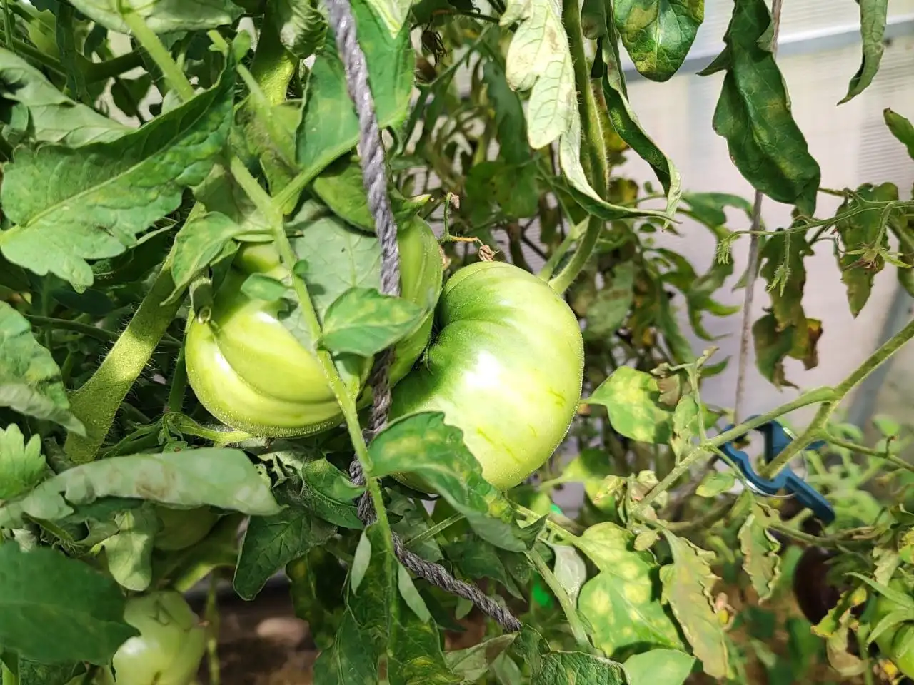 Продам зелёные помидоры - Овощи и фрукты (Продукты питания) в Тюмень