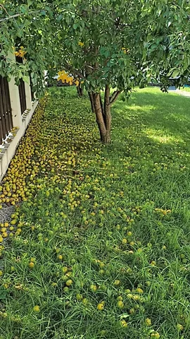 Груши бесплатно - Для дома и дачи в Тюмень