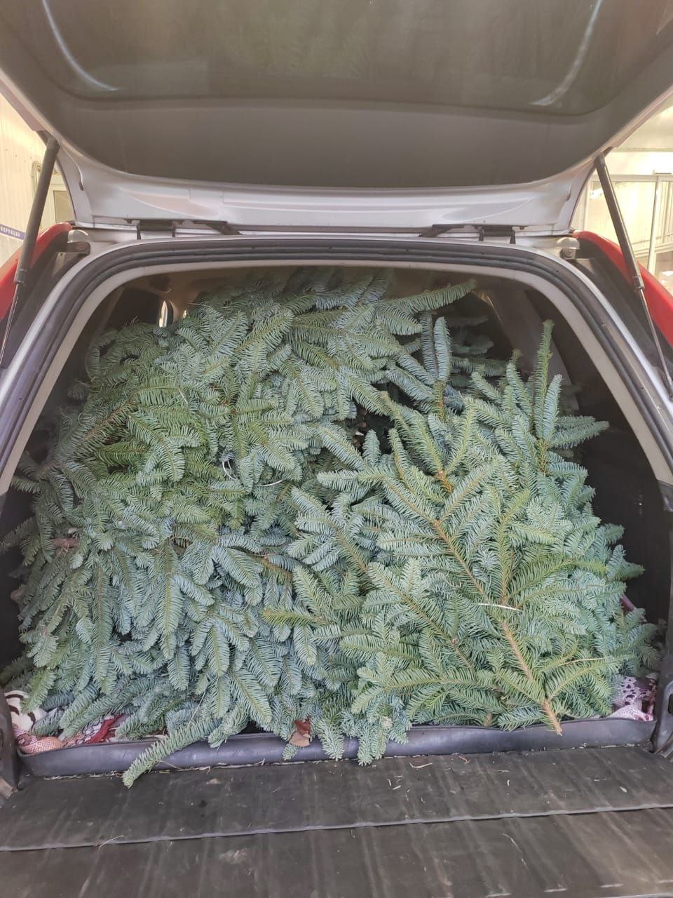 Нобилис - датская ёлочка - Хобби и отдых в Климовск