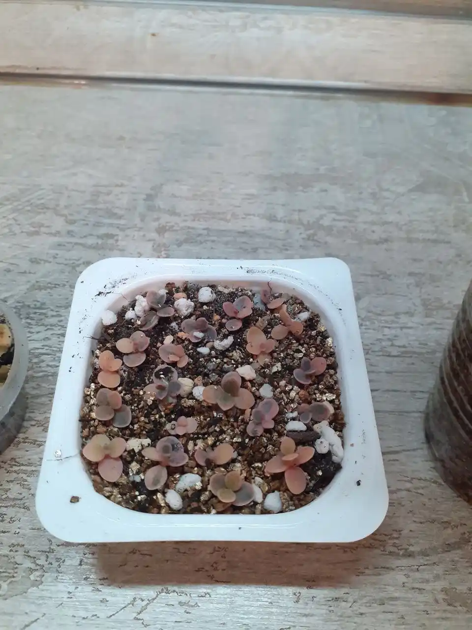 Отдам бесплатно растения