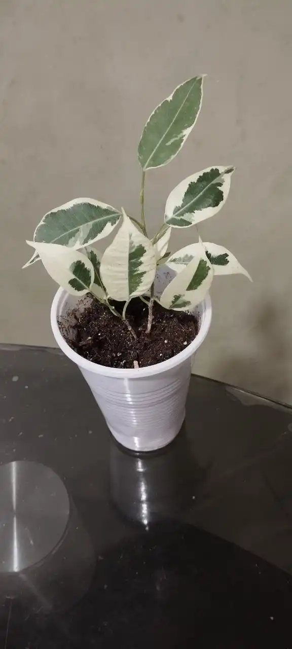 Фикус комнатный