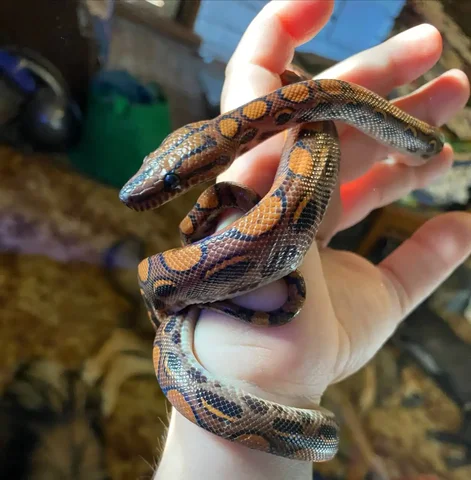 Продажа молодой самки радужного удава - Животные в Люберцы