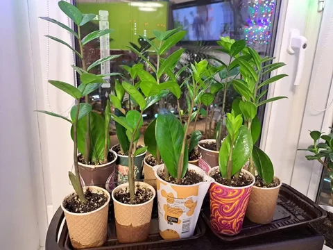 Продам замиокулькас - частное объявление в Некрасовка