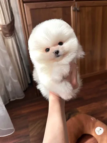 Щенок Померанского Шпица, 3 месяца, девочка - частное объявление в Люберцы