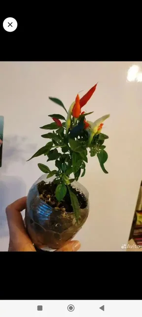 Жгучий перец для дома - частное объявление в Лыткарино