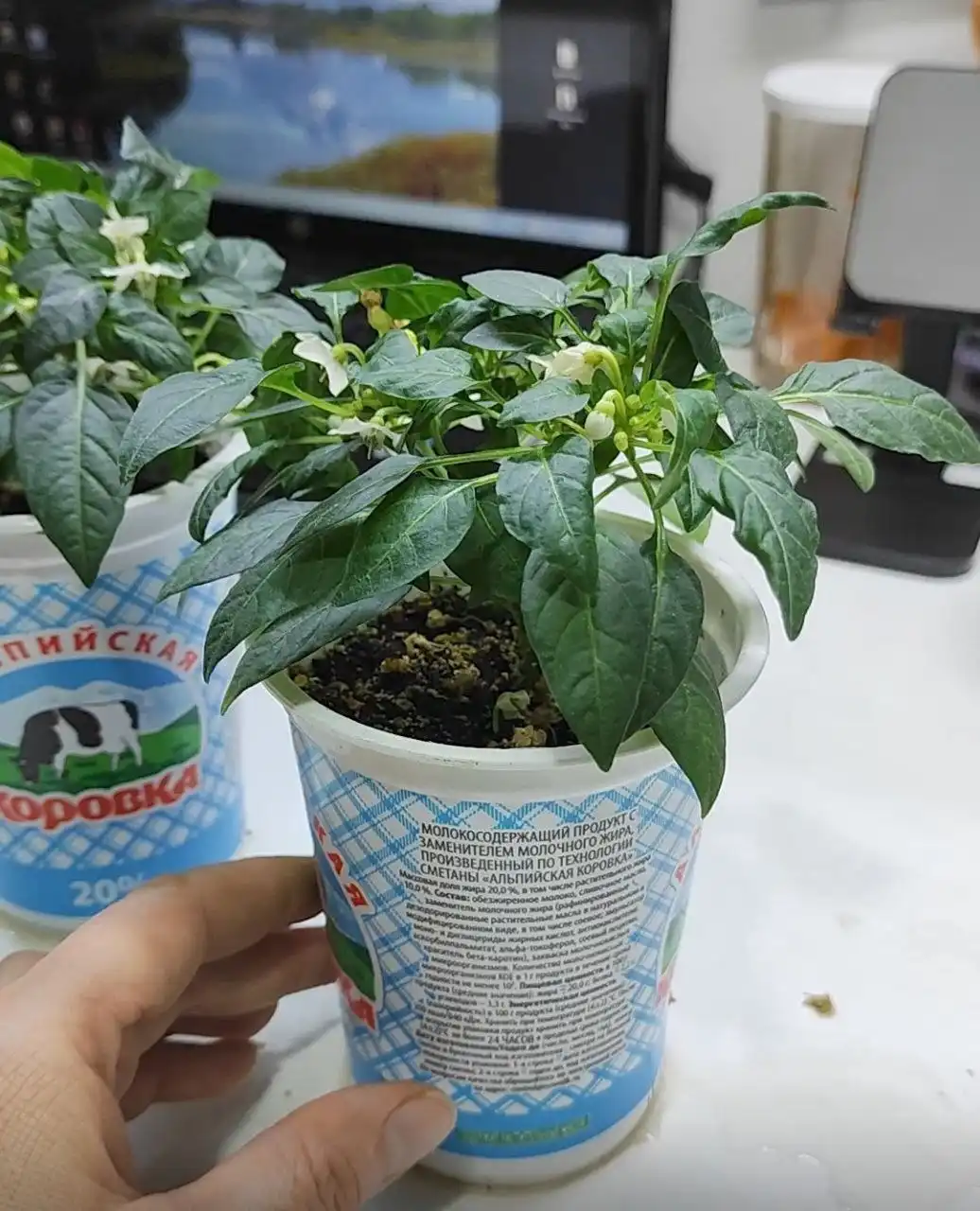 Жгучий перец для дома - Растения (Для дома и дачи) в Лыткарино