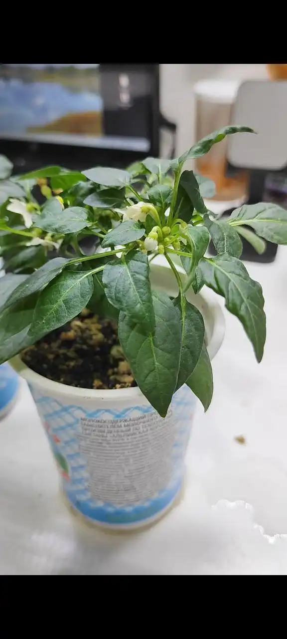 Жгучий перец для дома - Растения (Для дома и дачи) в Лыткарино