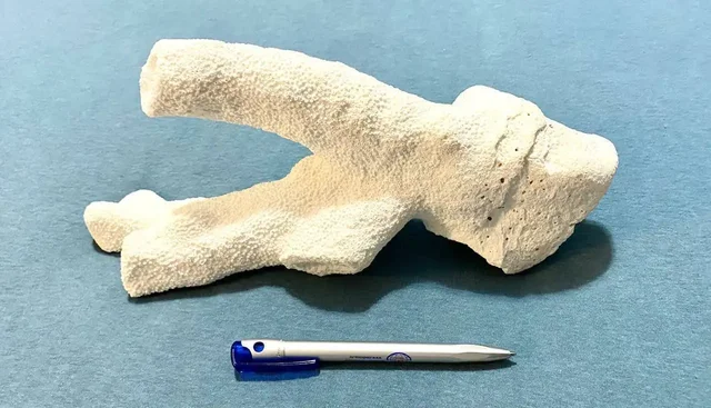 Крупная раковина морского коралла для аквариума и интерьера - Коллекционирование в Некрасовка