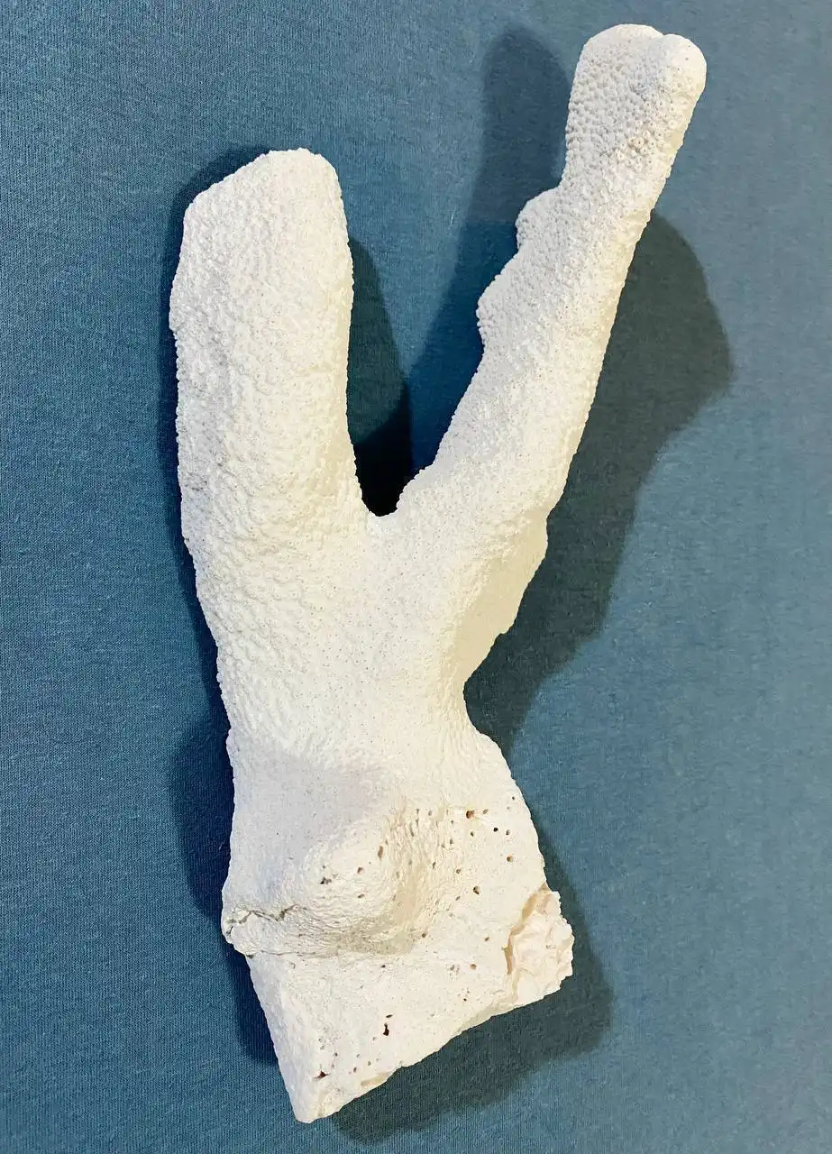 Крупная раковина морского коралла для аквариума и интерьера - Коллекционирование (Хобби и отдых) в Некрасовка