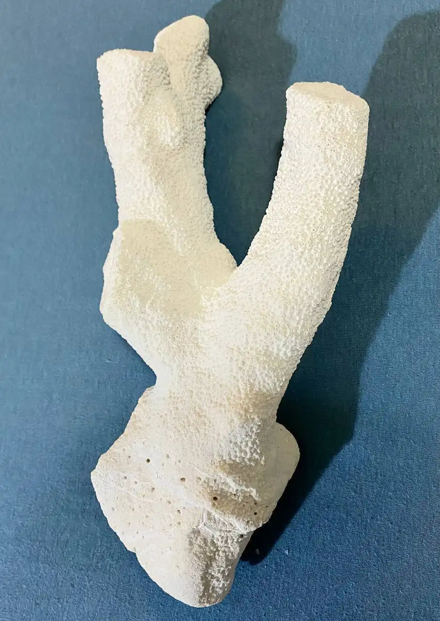 Крупная раковина морского коралла для аквариума и интерьера - Коллекционирование (Хобби и отдых) в Некрасовка