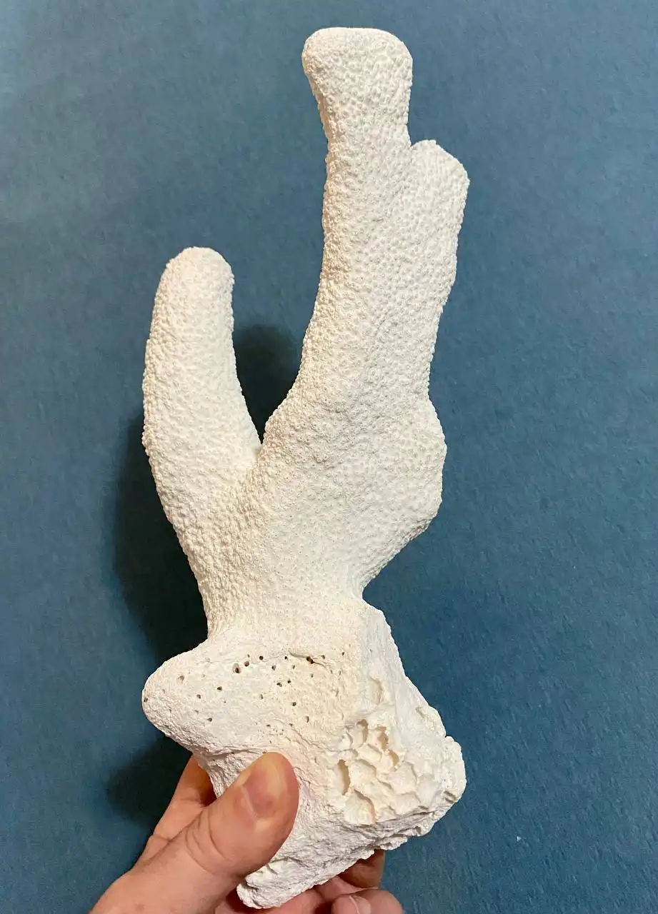 Крупная раковина морского коралла для аквариума и интерьера - Коллекционирование (Хобби и отдых) в Некрасовка