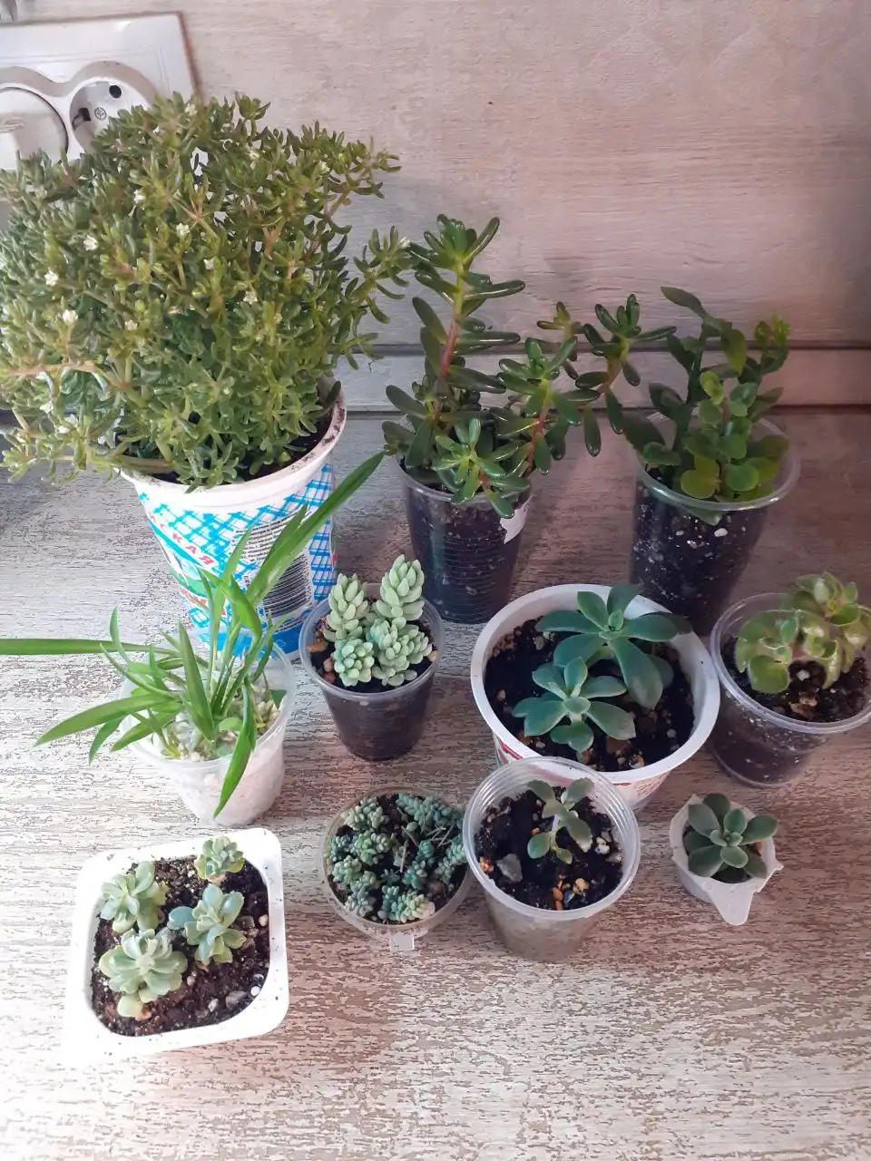 Бесплатные суккуленты и комнатные растения - Барахолка в Люберцы