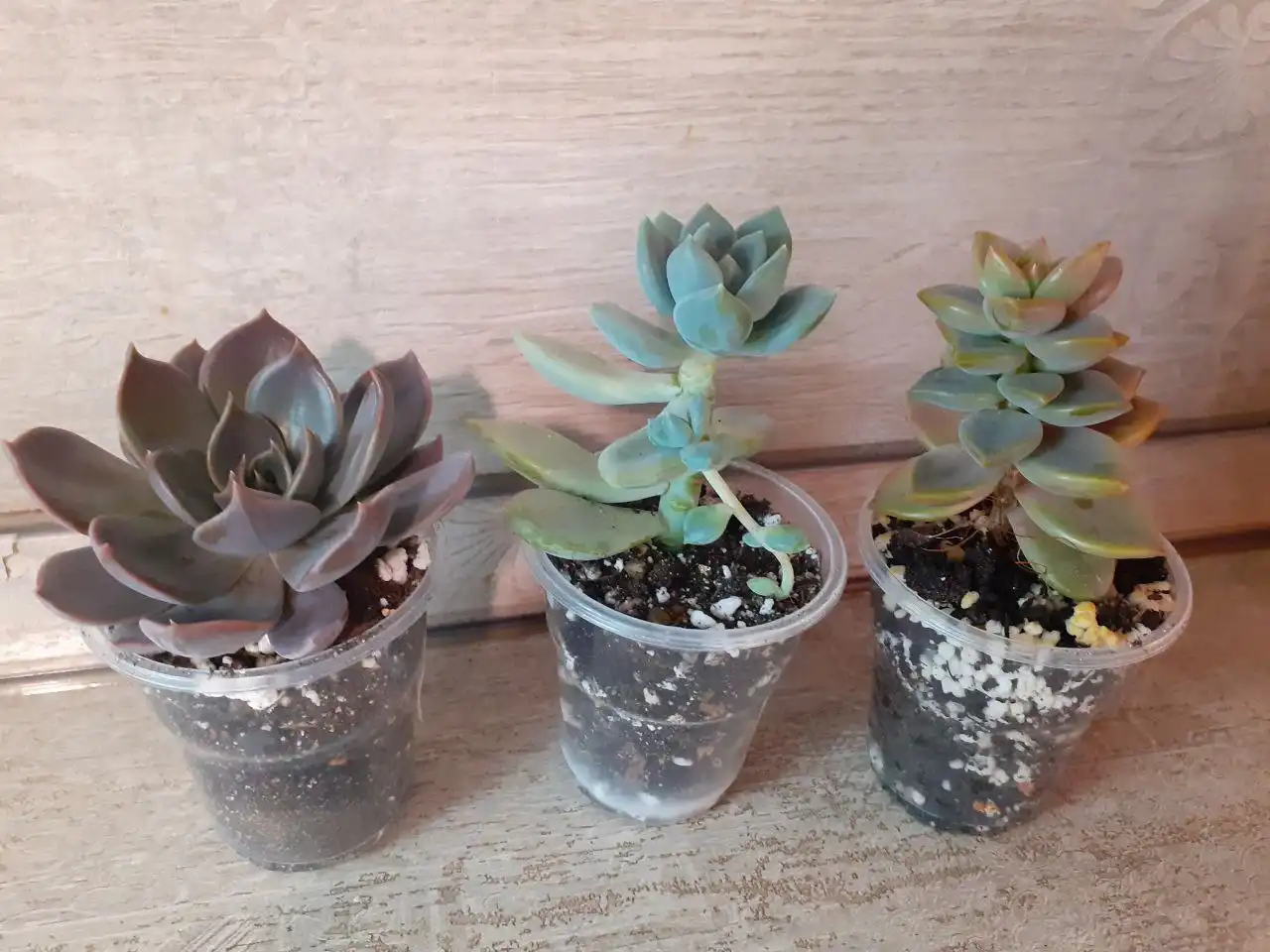 Бесплатные суккуленты и комнатные растения - Барахолка в Люберцы