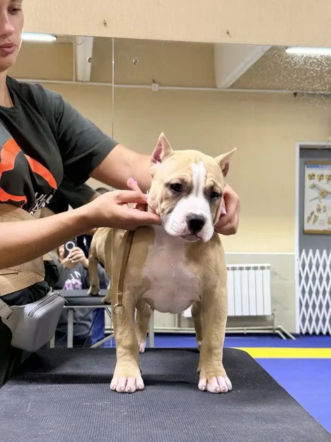 Щенки американского булли от элитных родителей - Товары для животных в Люберцы