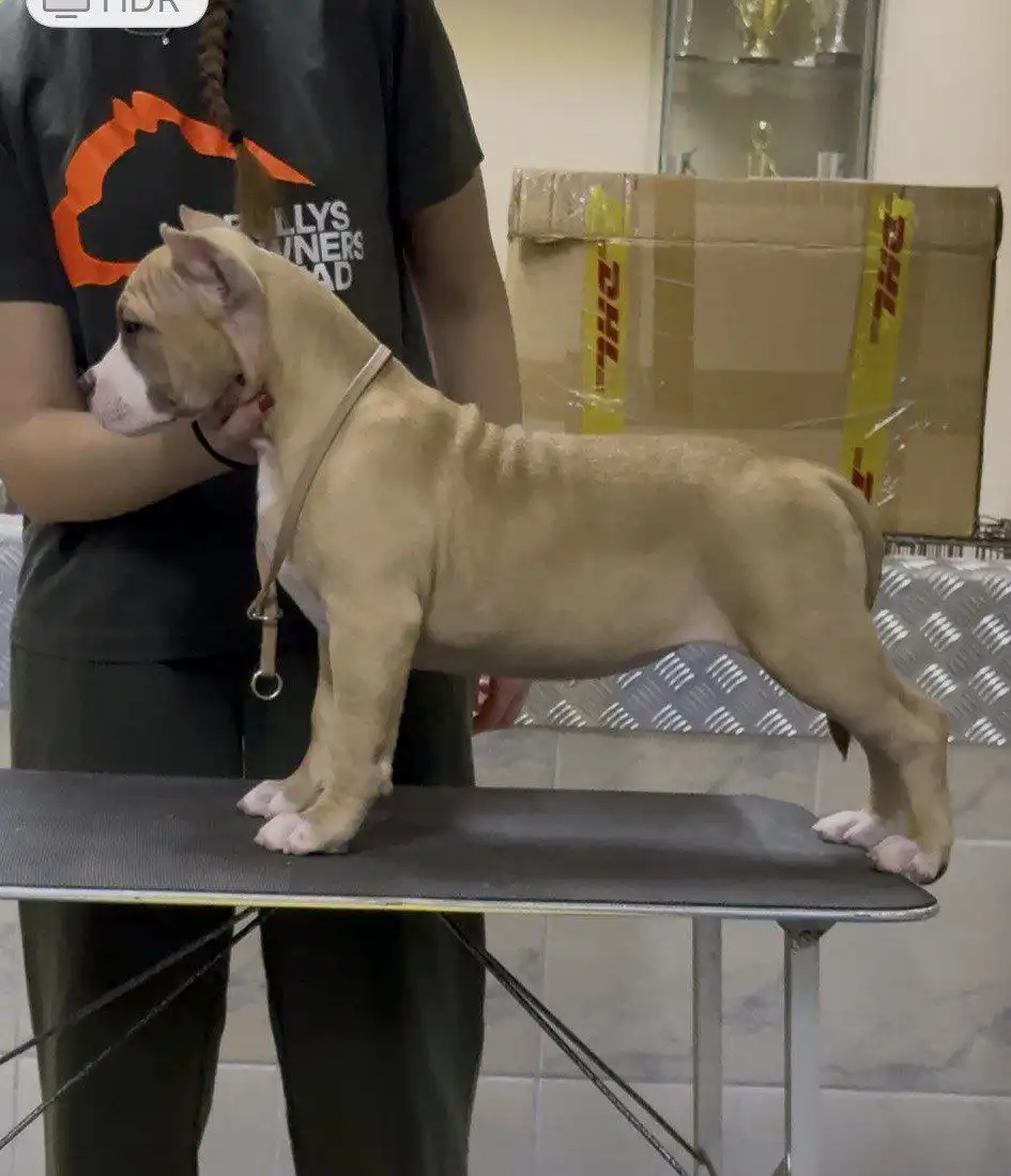 Щенки американского булли от элитных родителей - Собаки (Животные) в Люберцы