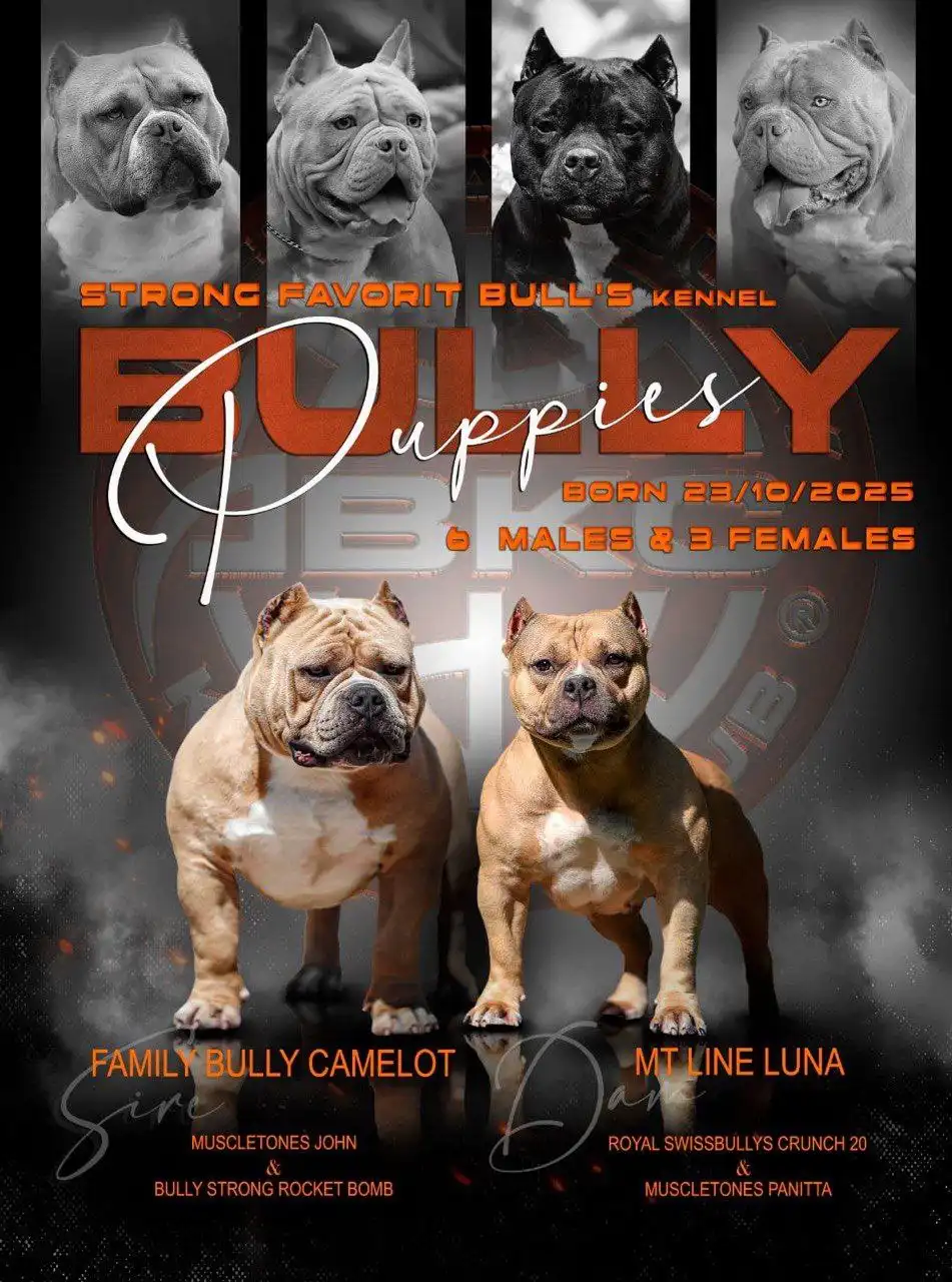 Щенки американского булли от элитных родителей - Собаки (Животные) в Люберцы