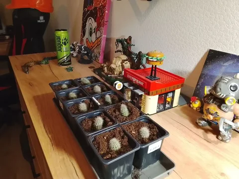 Продажа кактусов в Люберцах - частное объявление в Люберцы