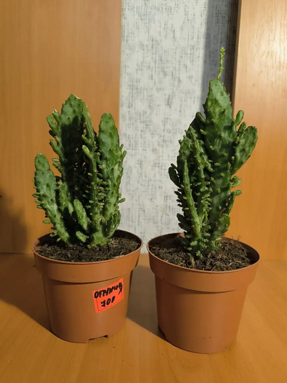Кактусы Опунция - Растения (Хобби и отдых) в Люберцы