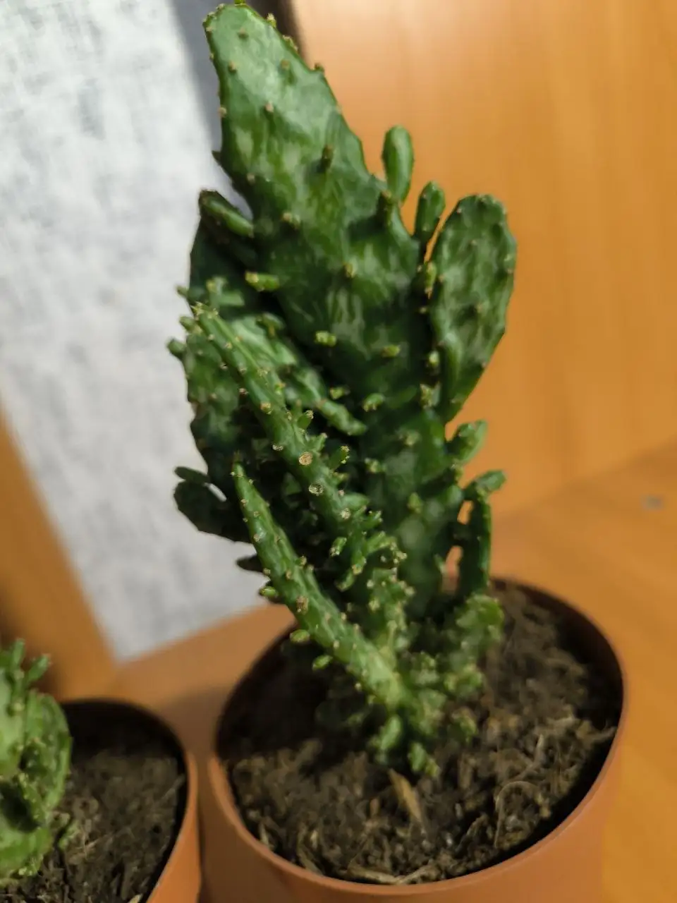 Кактусы Опунция - Растения (Хобби и отдых) в Люберцы