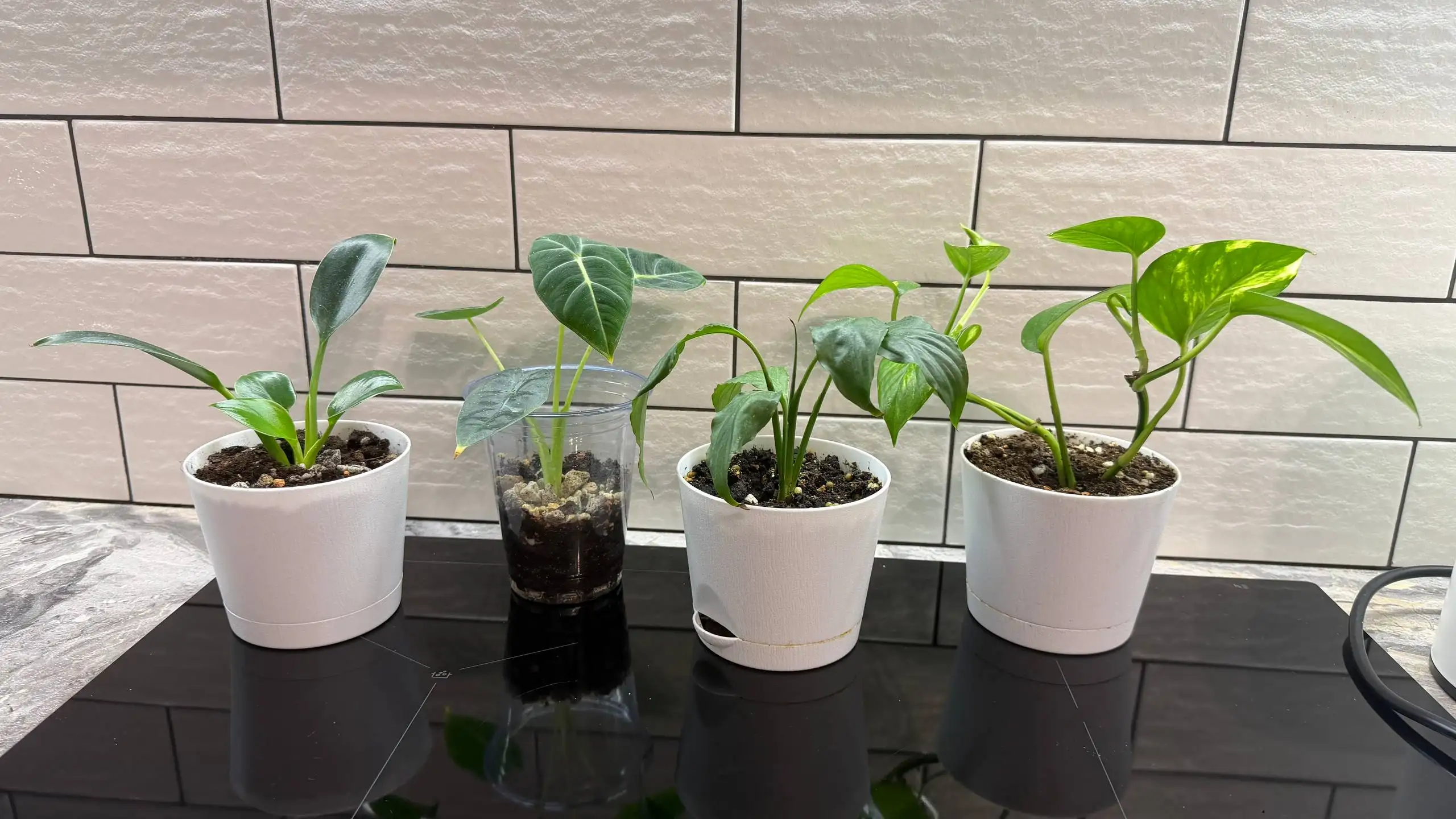 Комнатные растения с кашпо - Барахолка в Люберцы