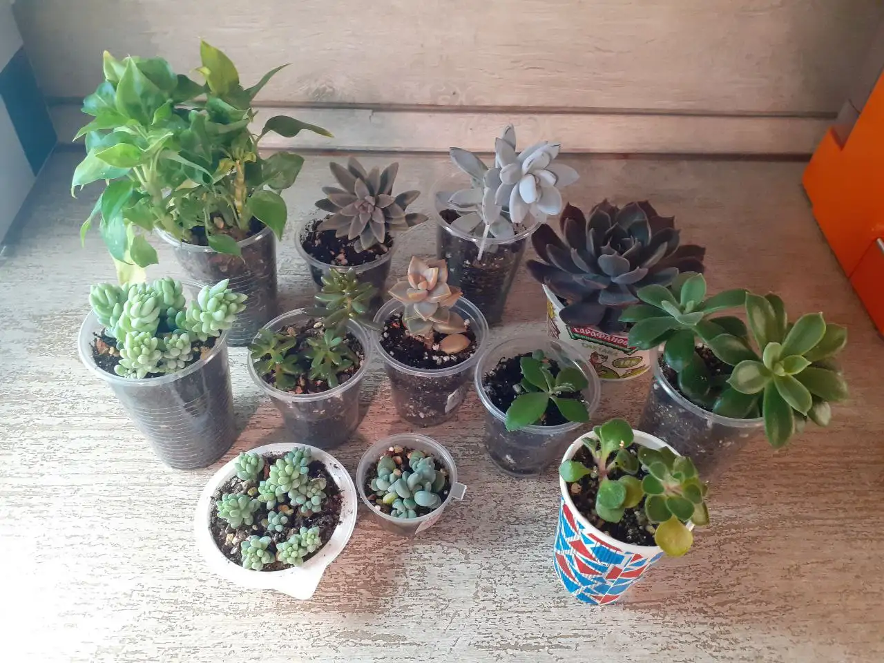 Бесплатные комнатные растения: Диффенбахия, суккуленты, лечебное каланхоэ - Комнатные растения (Хобби и отдых) в Люберцы