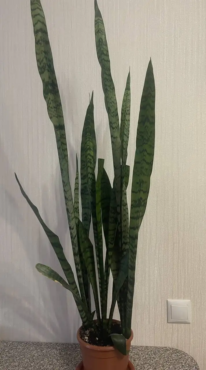 Растение высотой 1 метр - Барахолка в Люберцы