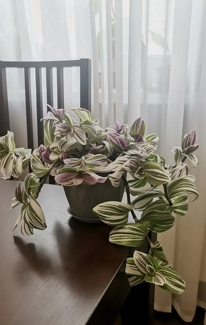 Продажа в Барахолке Некрасовка Люберцы - Барахолка в Люберцы