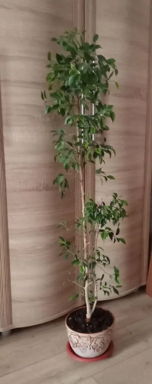 Фикус высотой 135 см - Растения (Барахолка) в Люберцы