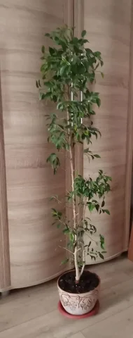 Фикус высотой 135 см - Кофемашины в Люберцы
