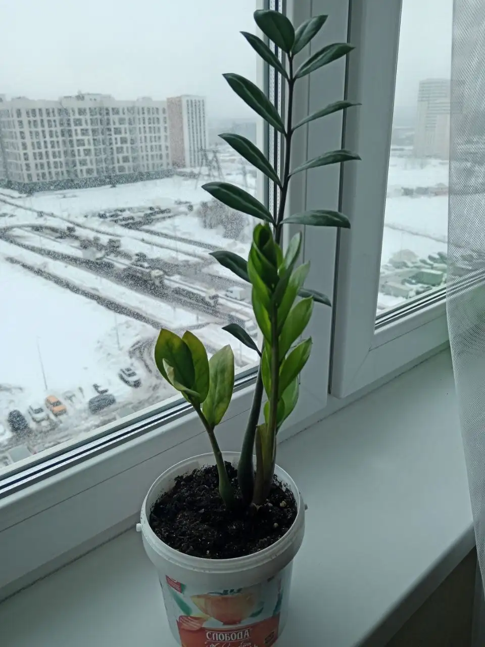 Замиокулькас (долларовое дерево) - Барахолка в Некрасовка