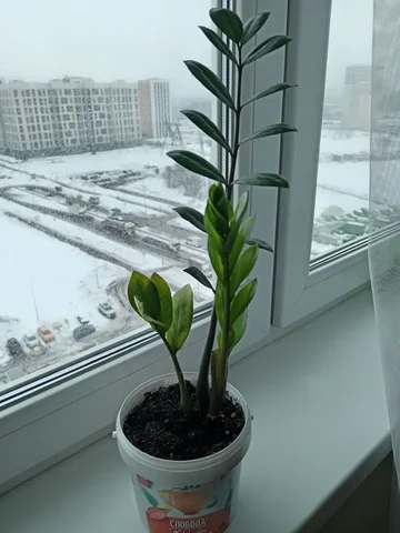 Замиокулькас (долларовое дерево) - частное объявление в Некрасовка