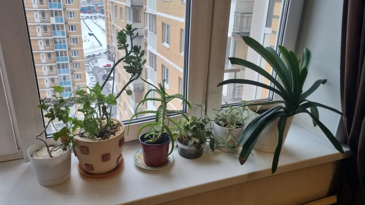 Продам цветы - Барахолка в Люберцы